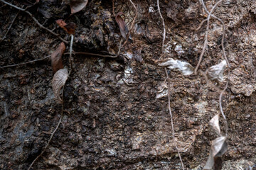 Poster - Closeup view of wooden tree trunk