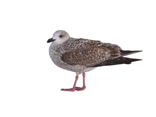 Wall Mural - sea gull isolated on white background