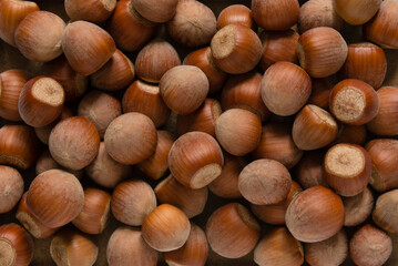 Sticker - Hazelnut background. Hazelnut kernels in shell.