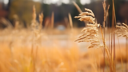 Wall Mural - Golden wheat field at summer. Vacation concept background