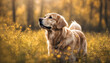 Labrador Retriever dog looking at the horizon in a landscape of flowers and grass. Generative AI.
