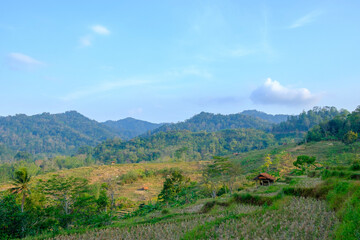 Wall Mural - a view of dry rice fields during the dry season and very blue clouds 