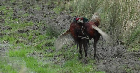 Wall Mural - Pheasants fighting