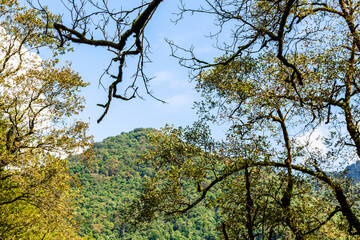 Wall Mural - travel to georgia - branches of old trees overgrown with lichen and view of overgrown green mountain
