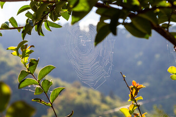 Wall Mural - travel to Georgia - cobweb illuminated by sun on tree close-up in mountains in Machakhela national park in Adjara on sunny autumn day