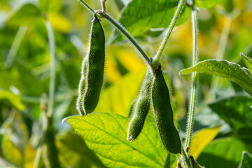 Wall Mural - Soy beans grow in the field. Selective focus. Nature