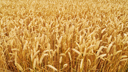 Ripe golden yellow wheat field before harvest on farm