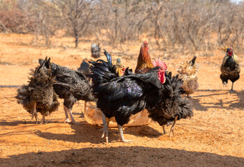 Wall Mural - rooster and free range chicken hens farm, walking in the yard in a sunny day