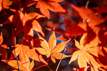 Wall Mural - beautiful maple leaves on the tree in autumn season.