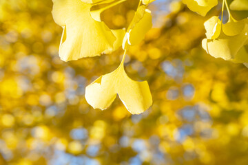 Wall Mural - beautiful yellow ginkgo, gingko biloba tree forest in autumn season.