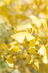Wall Mural - beautiful yellow ginkgo, gingko biloba tree forest in autumn season.