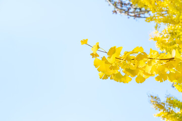 Wall Mural - beautiful yellow ginkgo, gingko biloba tree forest in autumn season.