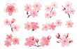 Pink Japanese cherry blossoms, spring cherry blossom. Cherry blossom japanese sakura