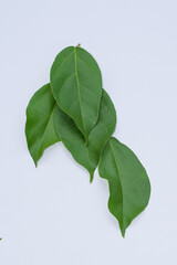 Grass jelly leaves on a white background, the basic ingredient of grass jelly