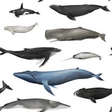 Watercolor whales seamless pattern isolated. Hand-drawn underwater ocean animals backdrop for fabric, packaging paper. Blue, sperm whale, fin whale, gray whale,  minke, killer whale, humpback, narwhal
