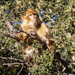Makaken-Affe im Baum