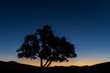 Einsamer Baum in der Morgendämmerung am Wüstenrand