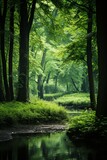 Fototapeta Las - a serene forest scene bathed in soft, diffused light
