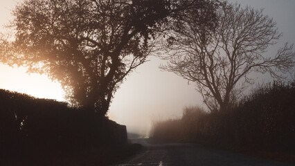 Wall Mural - A mysterious country road with trees silhouetted by a glowing light. On a spooky foggy winters night.