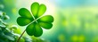Four leaves clover on a nice blurry background representing Saint Patrick's Day