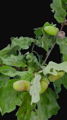 Wall Mural - Time lapse of drying Oak tree (Quercus) green leaves and acorns isolated on black background, vertical orientation