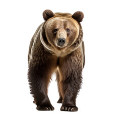 Wall Mural - a grizzly bear isolated on transparent background or white background.