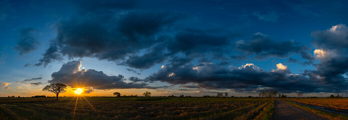 Wall Mural - panorama view of dark clouds in the sunset sky in day light over the yellow rice fields and trees on