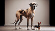a Great Dane standing next to a small dog, showcasing the size contrast