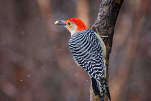 A Red-bellied Woodpecker Male On A Branch In Winter 