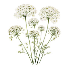 Wall Mural - Queen Annes Lace Flower