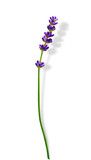 Fototapeta Lawenda - Flowering Branch of Lavender
