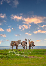 Grevy's Zebras (Equus Grevyi), Samburu County, Samburu National Reserve, Kenya