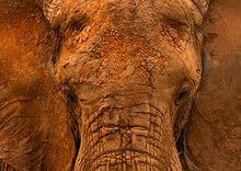 Elephant Head With Dried Mud, Samburu County, Samburu National Reserve, Kenya