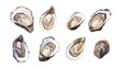 set of oyster isolated on transparent background cutout