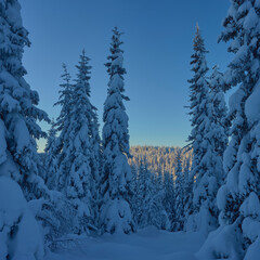 Image from a trip to the Osthogda Hill, part of the Totenaasen Hills, Norway, in winter.