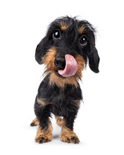 Cute Black And Tan Dachshund Dog Puppy, Standing Up Facing Front. Looking Straight To Camera. Tongue Out Curled Up In Nose. Wide Angle Distortion. Isolated On A White Background.