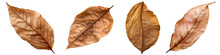 Dry Leaves Set Isolated On Transparent Background - Design Element PNG Cutout Collection