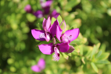 Turkey plant, delicate purple pink flowers close-up on natural green background