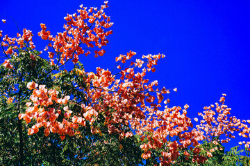 Wall Mural - Koelreuteria paniculata tree and flower in Autumn. Common names include goldenrain tree, or varnish tree. The yellow flowers have turned into brownish colored seed pods.