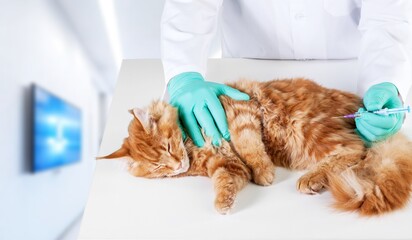 Sticker - Vet Clinic: Cute cat on Examination