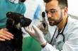 Young man, a veterinarian by profession, examines a dog in modern vet clinic.Young owner helps to calm down the pet and talks with the vet specialist.