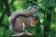North American Fox Squirrel eating a nut in Seattle, Washington