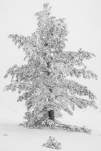 Tree With Branches And Leaves Covered In Frost On Snowy Glacial Lagoons Of Neila Spain Europe In Daylight