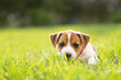 Tiny Jack Russel Terrier puppy laying on green grass. Dogs and pets photography