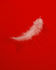 Wall Mural - Creative layout with white soft feather on bright red background. Visual trend. Minimalistic aesthetic still life with shadow. Fresh idea