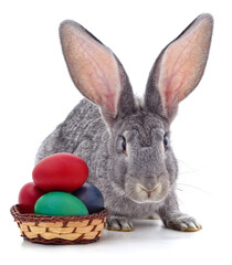 Canvas Print - Easter bunny with colored eggs.