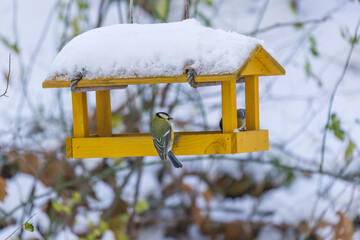 Wall Mural - Feeder with sunflower for birds - titmice. There is snow all around.