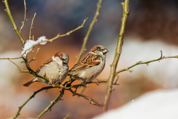 Wall Mural - Feeder with sunflower for birds - titmice. There is snow all around.