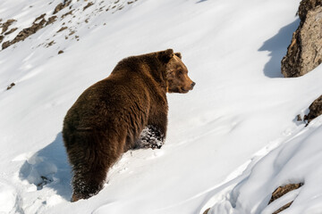 Canvas Print - Adult Brown bear in cold time. Animal in wild winter nature