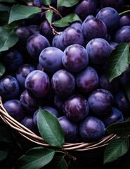 Wall Mural - ripe plums in basket on tree, dark purple,